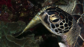 Green Turtle